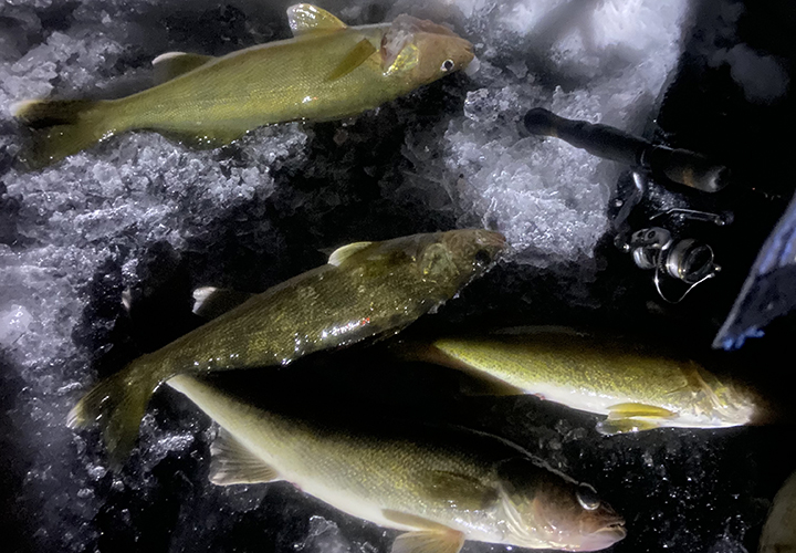 image of walleyes on the ice 